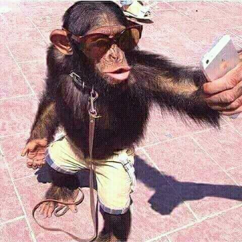Selfie version singe, appréciez!!