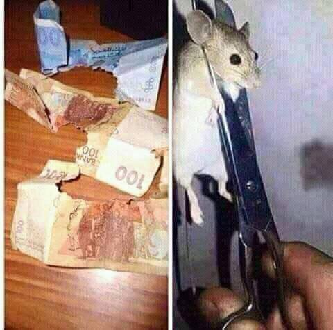 De quelle nationalité sont ces deux souris et quelle peine encourent-elles?