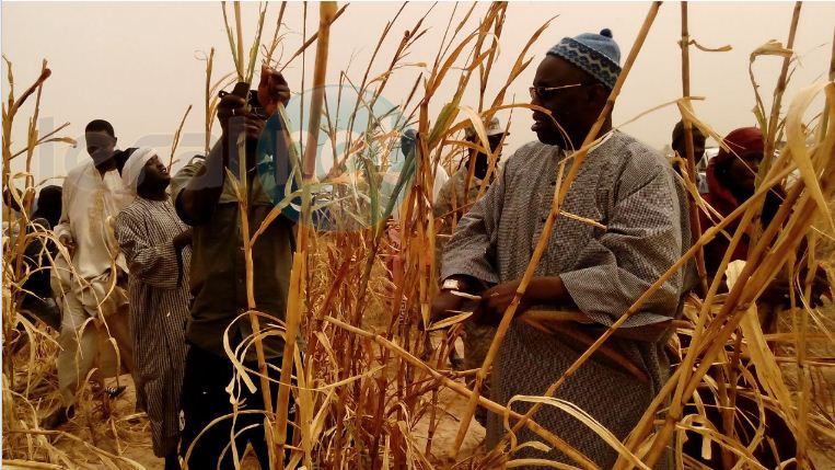 Vidéo: Samuel Sarr, le fervent disciple de Serigne Saliou Mbacké (rta) a encore cette année fait le plein aux champs de Lagane (images)