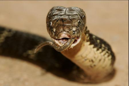 Un homme meurt après avoir été mordu par l'un des serpents les plus venimeux au monde dans son salon