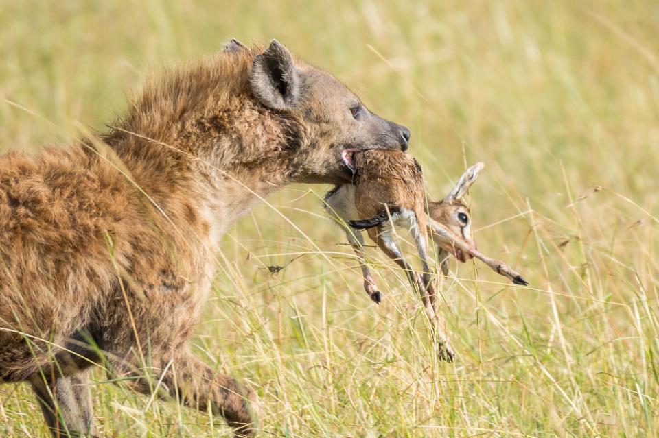 6 Photos : rivalité entre lions et hyènes au Masai Mara dans le sud du Kenya, regardez