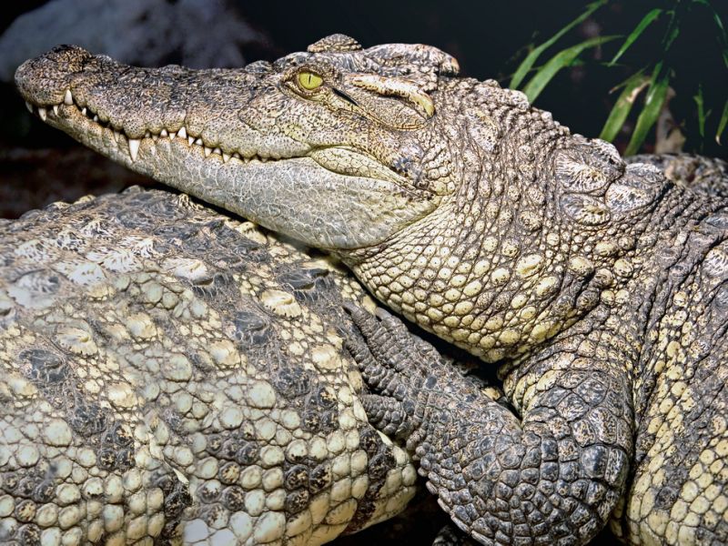 Son selfie avec un crocodile tourne mal