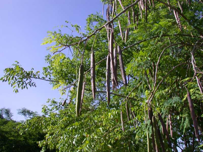 Le Moringa ou ‘’Nébédaye’’, l'arbre miraculeux