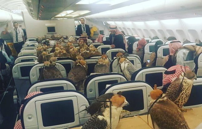 Un prince saoudien paie des billets d'avion à ses faucons