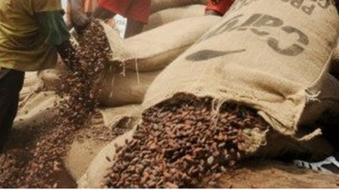 Des centaines de milliers de fèves de cacao sont en train de pourrir dans les ports de San Pedro et d'Abidjan.