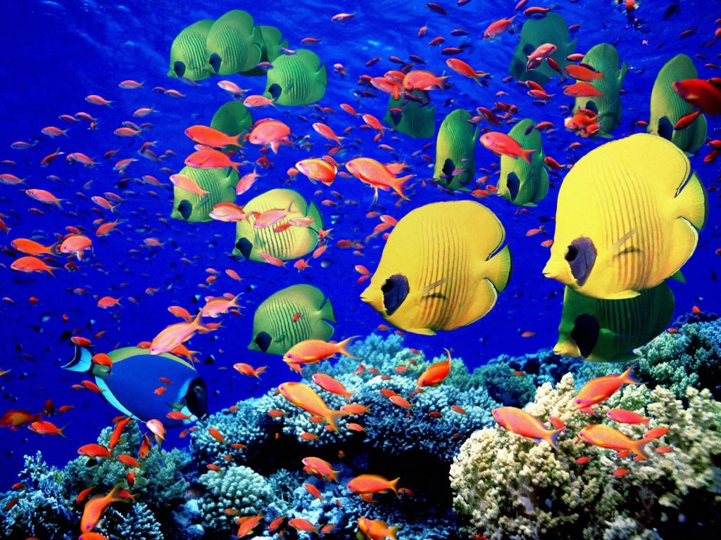 Coran et expérience esthétique de la nature: Pourquoi y a-t-il harmonie et unité plutôt que disharmonie et fissure ? (Par Ahmadou Makhtar Kanté)