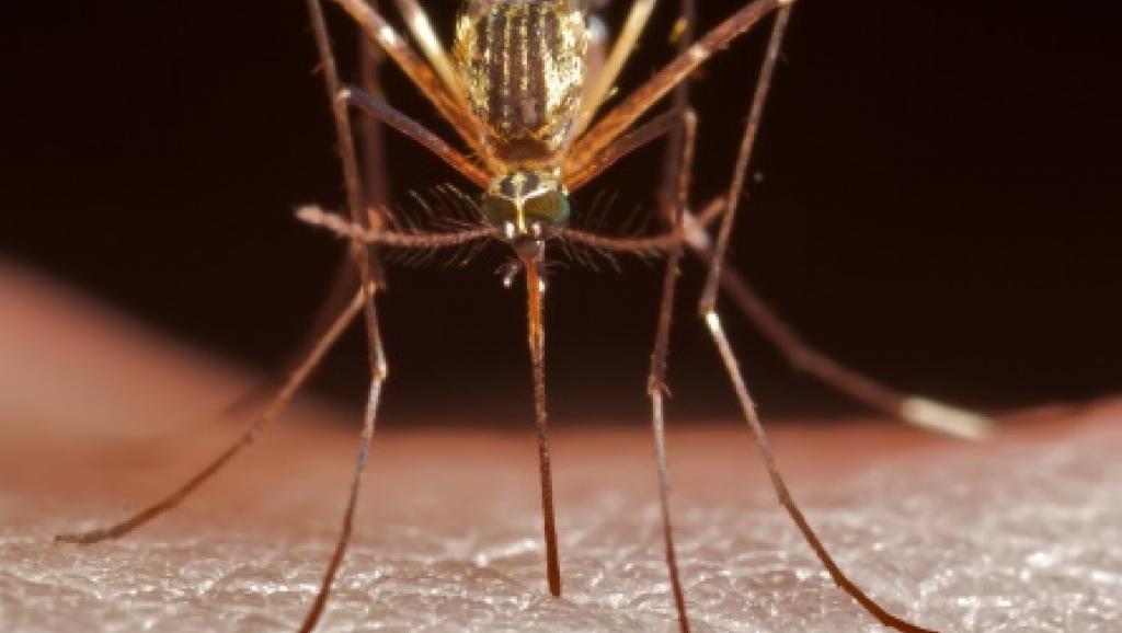 Paludisme: un cas de résistance au traitement découvert en Afrique