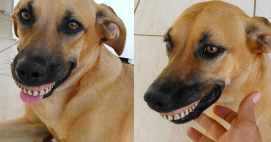 Ce chien n'arrête plus de sourire après avoir trouvé un dentier dans le jardin