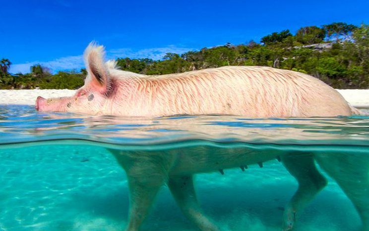 Bahamas: mort de sept cochons après avoir été enivrés au rhum par des touristes