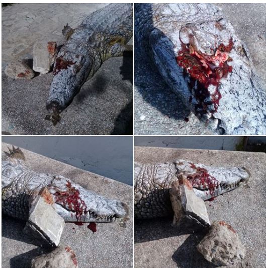 Tunis : un crocodile de zoo meurt sous les jets de pierres, lancées par des touristes