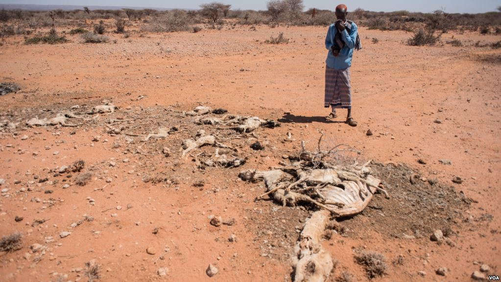 Un homme regarde la carcasse d'un de ses chameaux morts à cause de la sécheresse, en Somalie, le 9 février 2017.