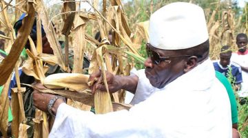 Jammeh dans un champs de maïs en Gambie