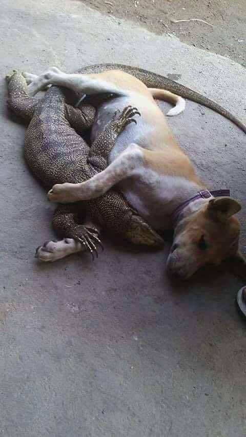 Même les animaux ont compris qu'on peut s'aimer amicalement malgré nos différences. Vraiment la race humaine est en retard