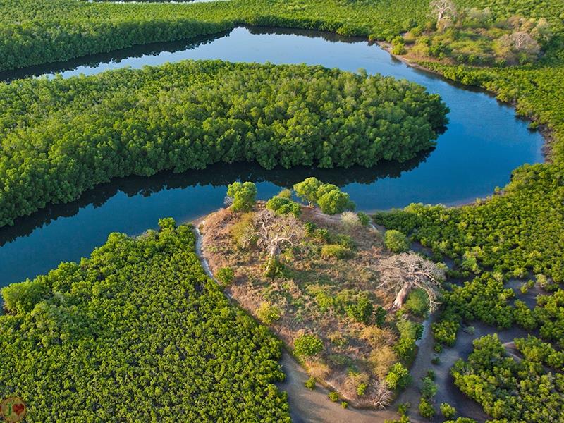 (Images) La mangrove de palétuviers du delta du Saloum