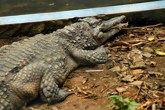 Zimbabwe : un enfant de huit ans retrouvé dans le ventre d’un crocodile