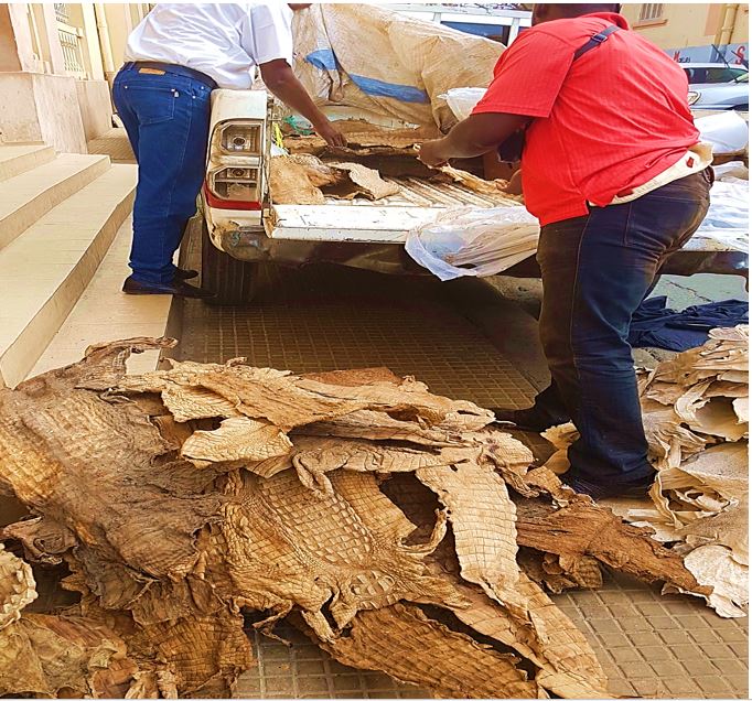 Criminalité faunique : L’Affaire de trafic de peaux de crocodiles et de peaux de python prise très au sérieux par les magistrats du Tribunal de Grande Instance de Dakar