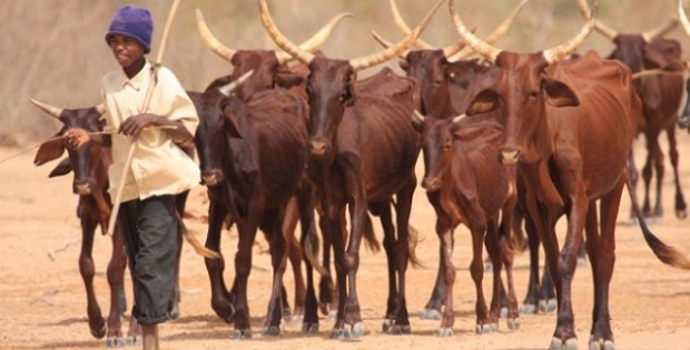 Dahra Djolof : Bientôt un siège pour la mutuelle des éleveurs du Sénégal
