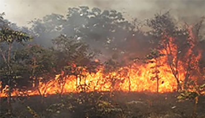 Ranch de Dolly : 4310 hectares ravagés par un incendie