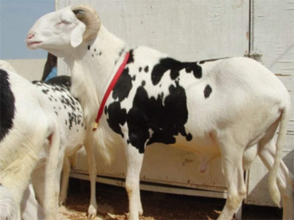 Ma Ibra Ndiaye refuse de vendre son mouton ladoum à 52 millions de F Cfa