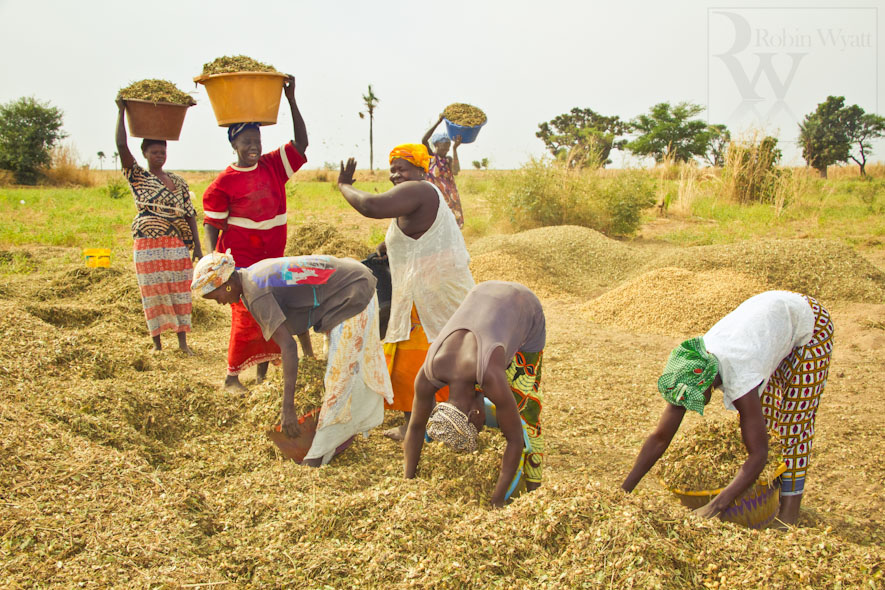 Sénégal: L’arachide, une filière dépassée ?