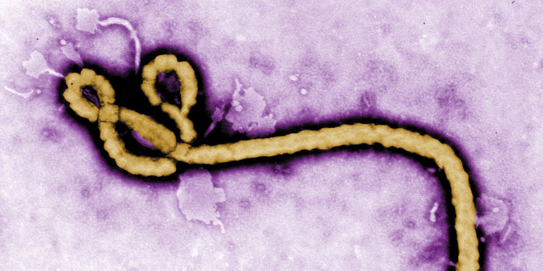Nouvelle avancée prometteuse contre Ebola