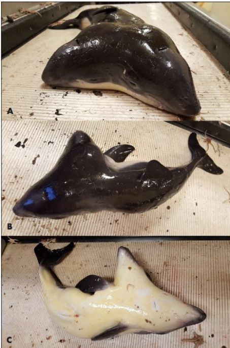 Le premier poisson du monde a été découvert par des pêcheurs siamois