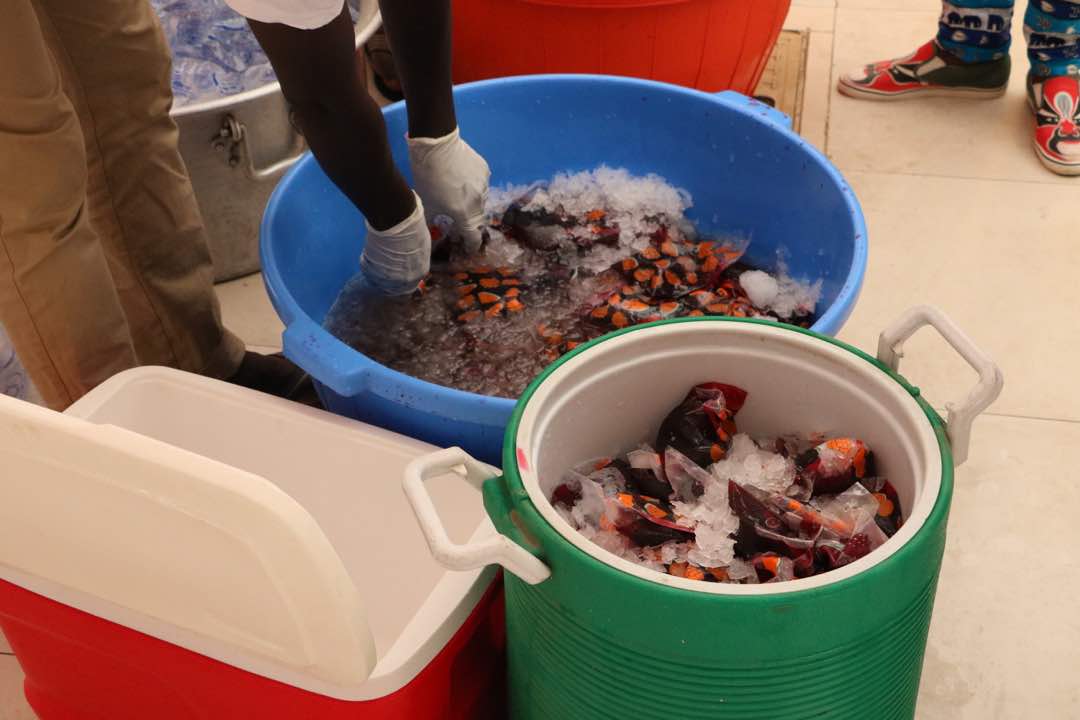 20 photos : la distribution de ndogou par l'association CI BIIR XöL, la Jeunesse de la Téranga dakaroise