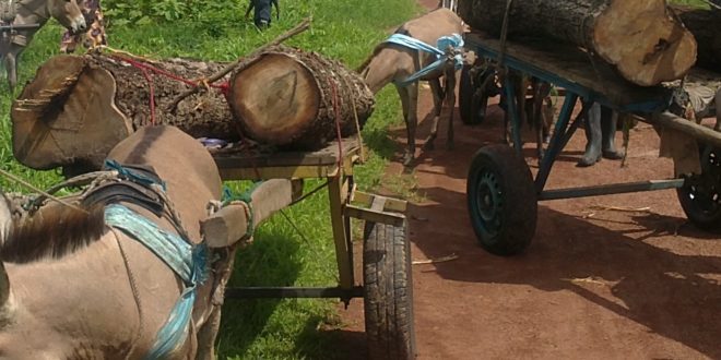 Coupe illégale de bois en Casamance: 44 charrettes, 9 ânes saisis et 5 délinquants arrêtés