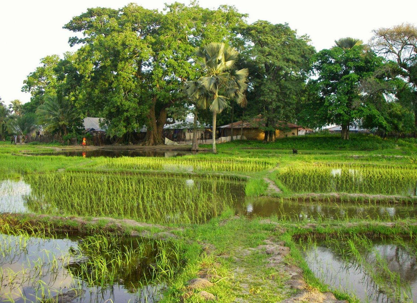 Carte Postale : la Casamance reine, mère des cultures