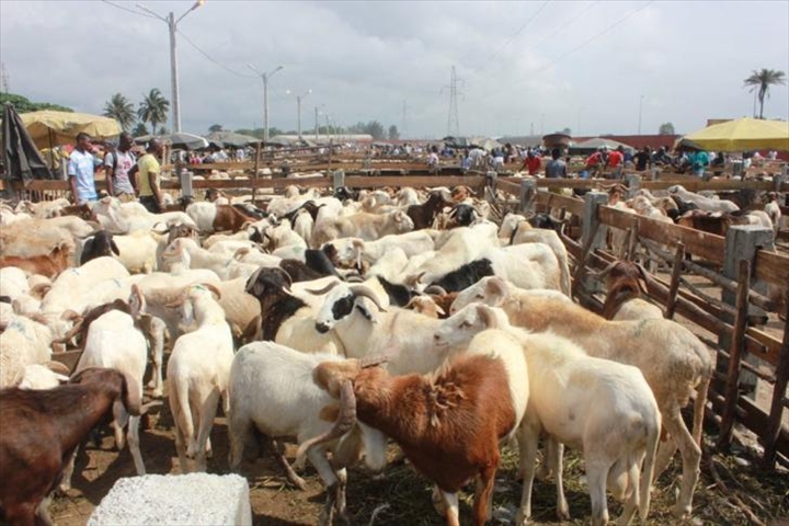 Tabaski : 468 000 moutons dont près de 325 00 importés, présents sur le marché (Dg de l’Elevage)