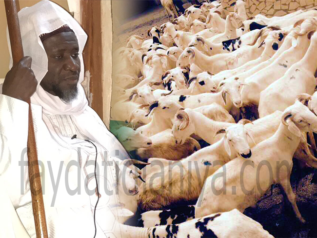 Photos : Tabaski Médina Baye, Cheikh Mahi Aliou Cissé offre 221 moutons et  500 bœufs 