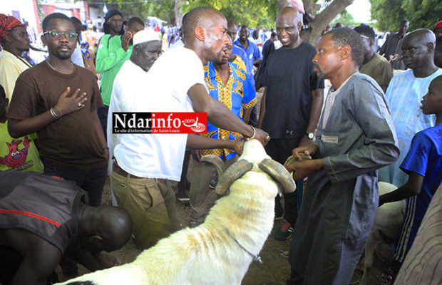 ( 03 Photos ) Au foirail de DAROU, Mansour FAYE achète un gros bélier à … FCFA