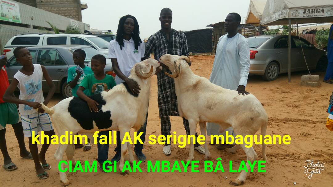 Cérémonie de remise de géniteurs Ladoum aux éleveurs de Diourbel,  Bambey et Gueoul par le Réseau National des Eleveurs du Sénégal (RENADES) 