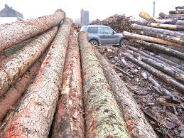 Coupe illégale de bois à Kolda : Les gardes forestiers saisissent 17 charrettes, 18 ânes et 24 billons de vène