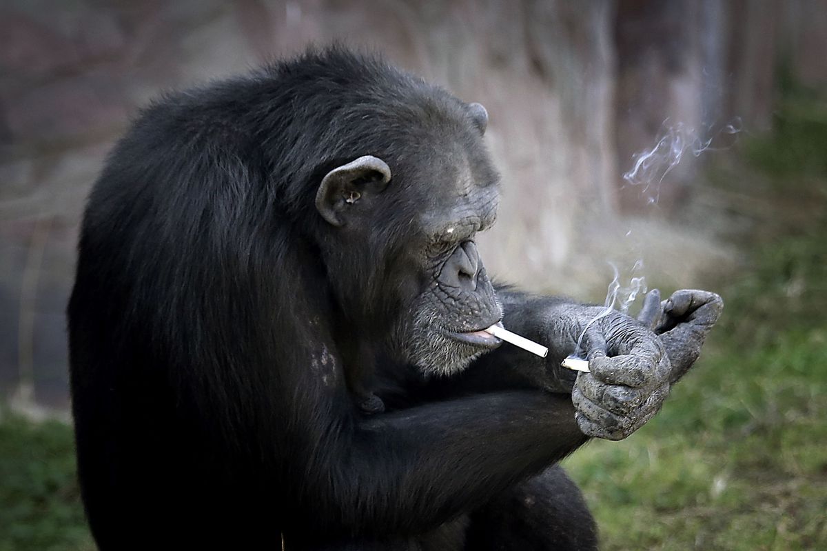 Loi sur le tabac, une loi demeurant une priorité de santé publique (Par IBRAHIMA COULIBALY)