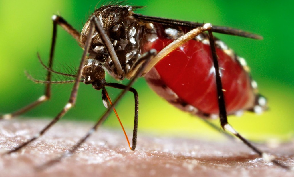 Santé : Déjà 79 cas de dengue confirmés à Louga