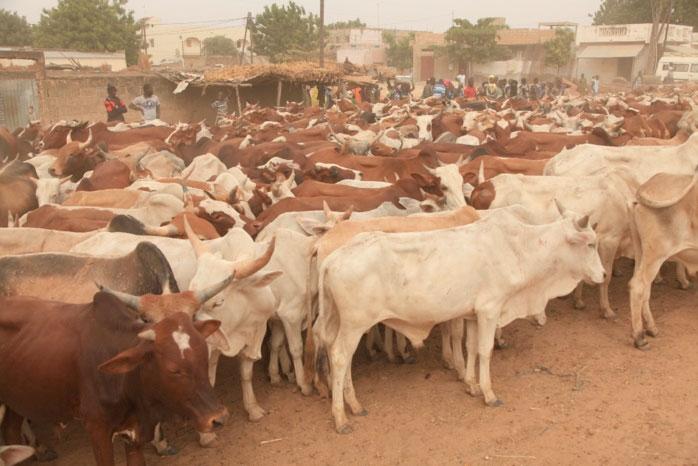 Touba : Plus de 70 000 bêtes pour le Magal