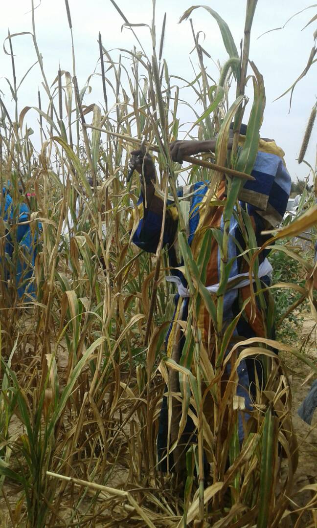 Photos: Ngoobu Lagane 2017, Le Barkèlou de Samuel Sarr Photos: Ngoobu Lagane 2017, Le Barkèlou de Samuel Sarr