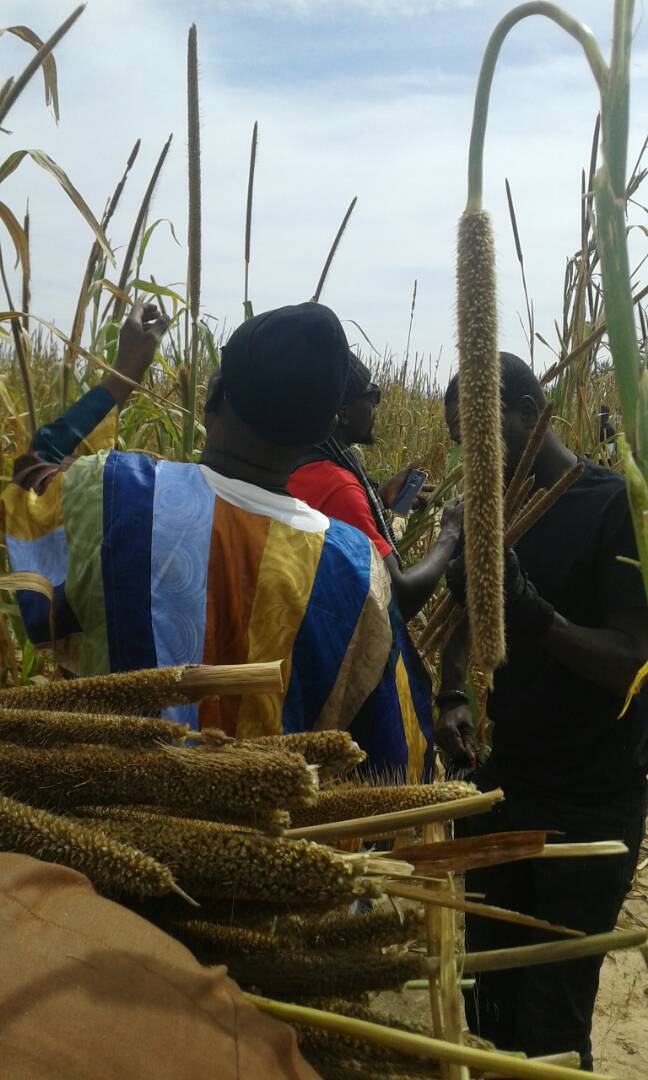 Photos: Ngoobu Lagane 2017, Le Barkèlou de Samuel Sarr Photos: Ngoobu Lagane 2017, Le Barkèlou de Samuel Sarr