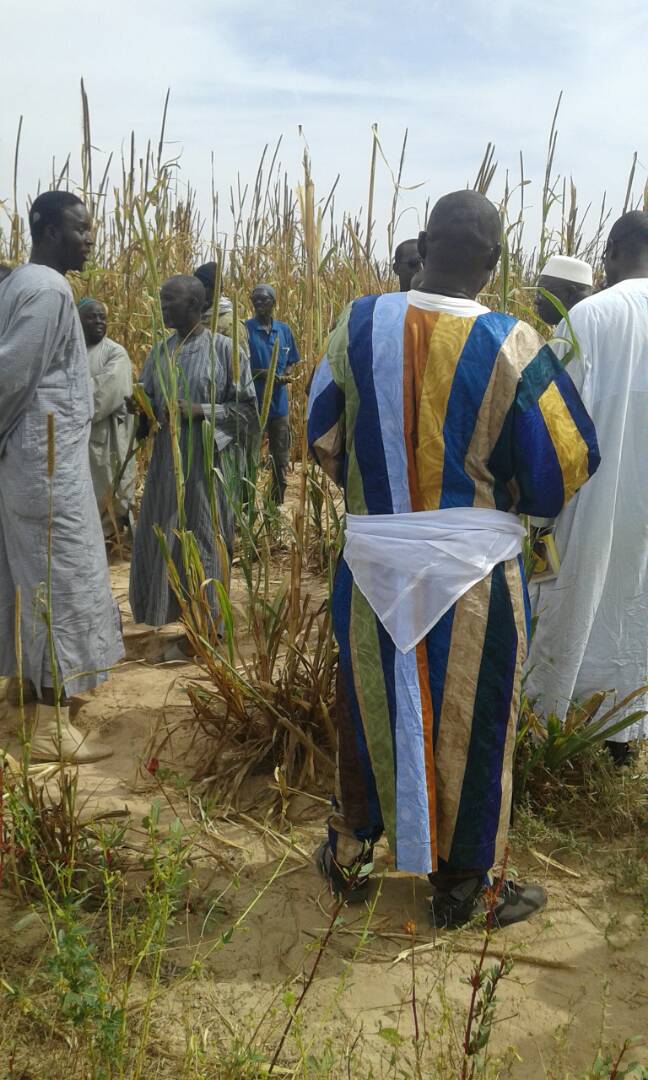 Photos: Ngoobu Lagane 2017, Le Barkèlou de Samuel Sarr 