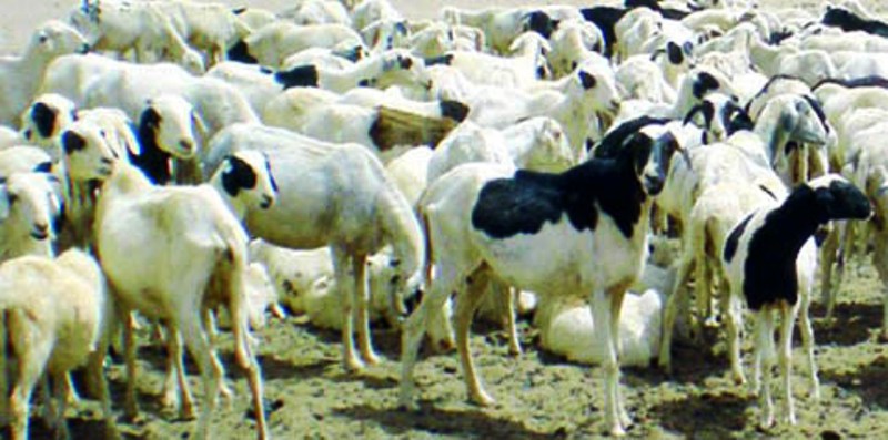 Vol de bétail : Des députés militent pour  un durcissement des peines