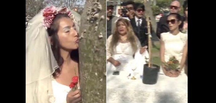 Pérou-Insolite : elles se marient à des arbres pour une raison incroyable (Vidéo)