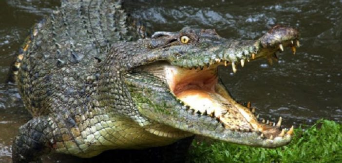 Zimbabwe: un touriste tué par des crocodiles dans le parc national