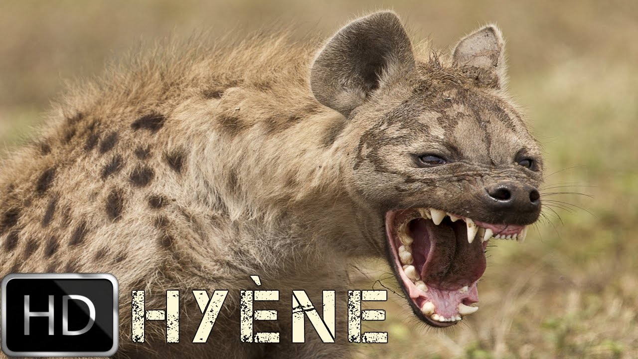 Une hyène hante le sommeil des habitants de Thiawlène, à Rufisque