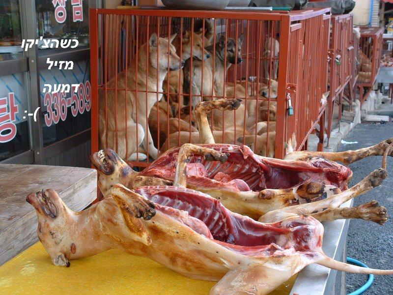 Violence et voie de fait : le Chinois tue son propre chien et se fait menacer et agresser par le vigile guinéen