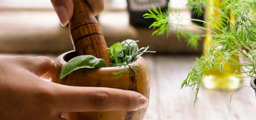 Le basilic, cette plante aux vertus méconnues 