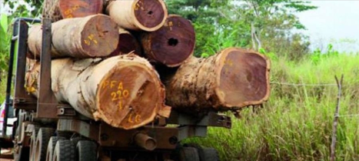 Casamance : La Gambie mise à contribution dans le trafic de bois