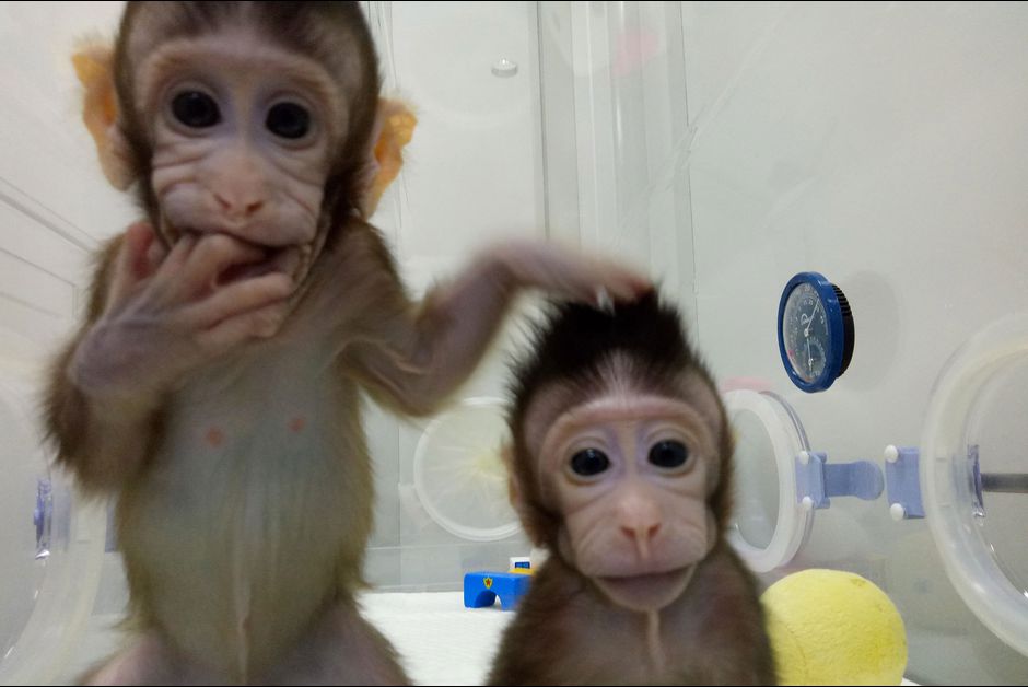 Zhong Zhong et Hua Hua,les deux singes clones nés en Chine