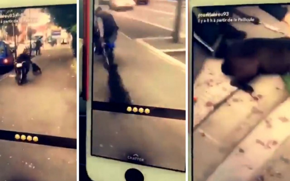 Ils se filment en train de traîner un chien en scooter, la police mobilisée