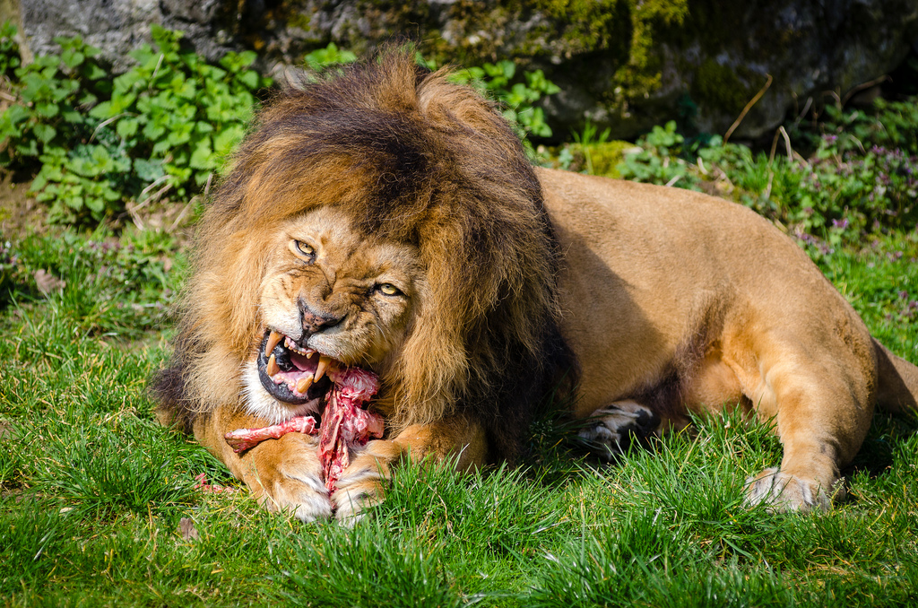 Un braconnier présumé dévoré par des lions en Afrique du Sud